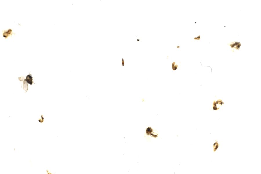 Image 17